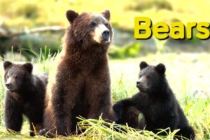 Bears: A Day in the Life | Cute Baby Animals | Love Nature