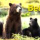 Bears: A Day in the Life | Cute Baby Animals | Love Nature