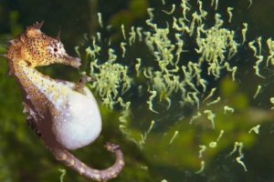 Beautiful Images Of Male Seahorse Giving Birth | Animals Giving Birth