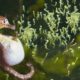Beautiful Images Of Male Seahorse Giving Birth | Animals Giving Birth
