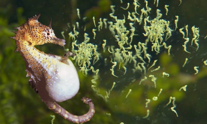 Beautiful Images Of Male Seahorse Giving Birth | Animals Giving Birth