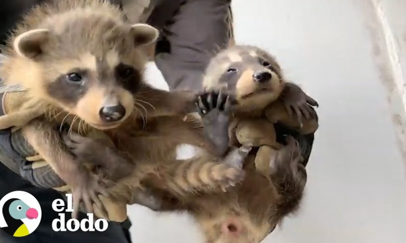Bebés mapaches adorables quedan estancados tras una pared | El Dodo