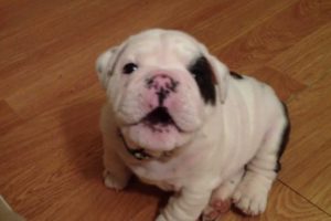 Bentley the Bulldog Puppy is fussy