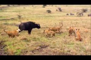 Best Animal Fights   Wild Animals Fight To The Death 2018 HD