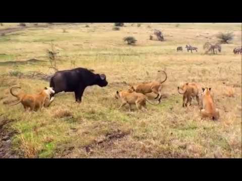 Best Animal Fights   Wild Animals Fight To The Death 2018 HD