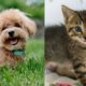 Best Dog Videos | Small Puppies | Cutest Puppy Ever