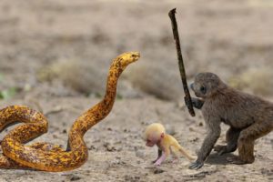 Best Moments Wild Animals Fight Monkey vs Snake and Leopard