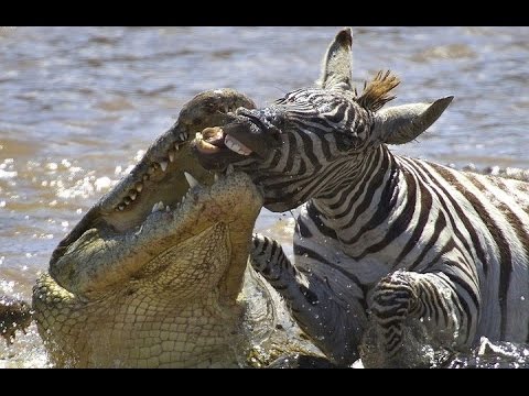 Best Of Animal Fights 2016 | Animal Kingdom