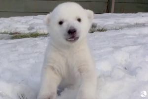 Best and funniest BABY animals enjoying SNOW