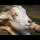 Best and funniest goat videos - Funny and cute animal compilation