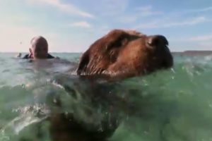 Bilbo the Lifeguard Dog | Extraordinary Animals | Series 2 | Earth