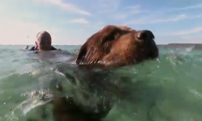 Bilbo the Lifeguard Dog | Extraordinary Animals | Series 2 | Earth