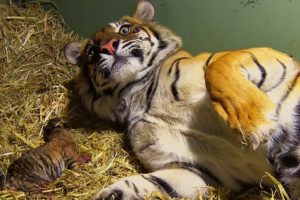 Birth of Twin Tiger Cubs | Tigers About The House | BBC