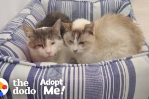 Bonded Shelter Cats Are Looking For A Home Together  | The Dodo Adopt Me!
