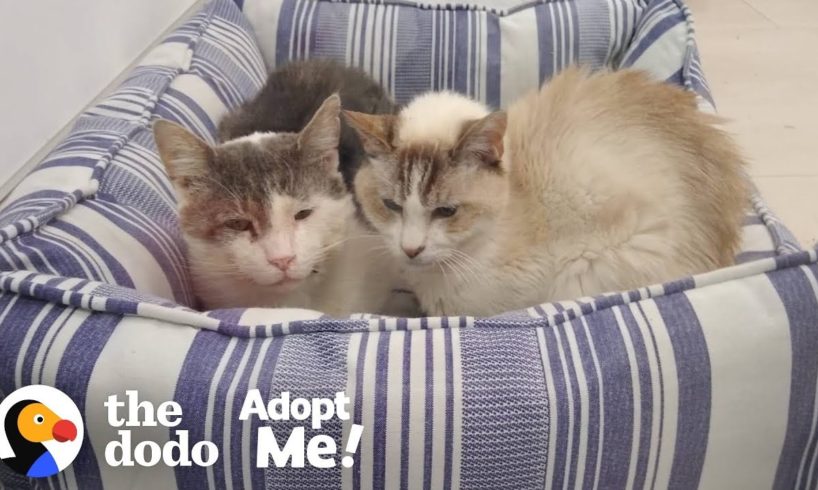 Bonded Shelter Cats Are Looking For A Home Together  | The Dodo Adopt Me!