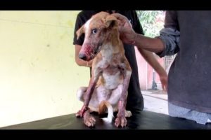 Brutally injured puppy DEFIES ALL ODDS--Watch his astounding transformation