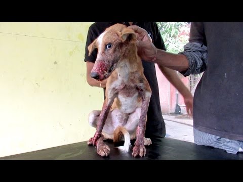 Brutally injured puppy DEFIES ALL ODDS--Watch his astounding transformation