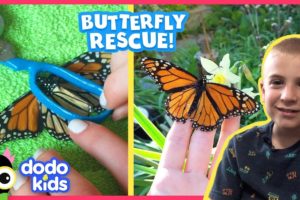Butterfly Gets Coolest “Surgery” To Fix His Wing | Animal Videos For Kids | Dodo Kids: Rescued!
