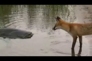CATFISH VS FOX by Catfishing World