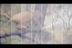 CRAZIEST Animal Fights - Animal Attacks Human Caught On Tape// Безумные Бои животных /9/