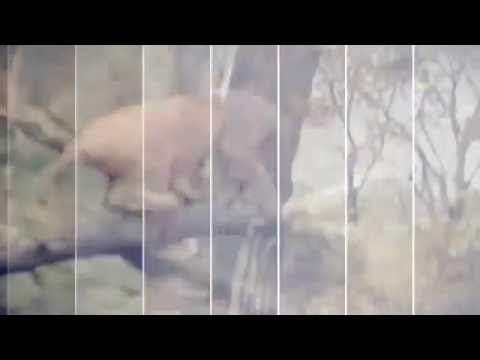 CRAZIEST Animal Fights - Animal Attacks Human Caught On Tape// Безумные Бои животных /9/