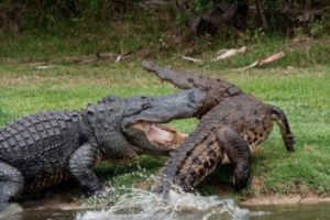 CROCODILE VS ALLIGATOR | ANIMAL FIGHT 2019