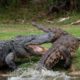 CROCODILE VS ALLIGATOR | ANIMAL FIGHT 2019