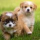 CUTE DOG PLAY VIDEOS COMPILATIONS ! CUTE PUPPIES AND DOGS