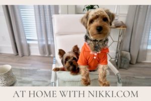 CUTE PUPPIES | COME TO WORK WITH US