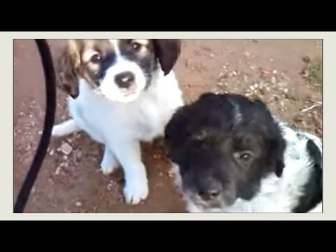 CUTE PUPPIES