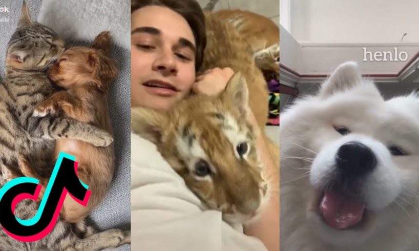 CUTE TIK TOK COMPILATION #9 | Adorable Pets I found on Tiktok