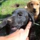 CUTEST PUPPIES EVER! AMAZING DOGS 4K - SLOW MOTION GO PRO HERO 7 TEST