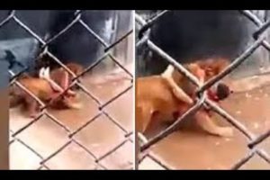Caged Animals Fight Back (Graphic)