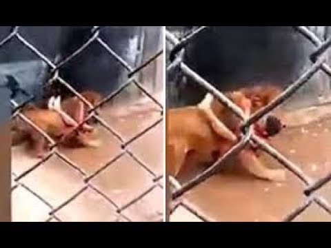 Caged Animals Fight Back (Graphic)