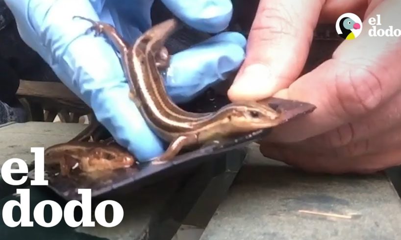 Casi que no se libran estos lagartos atrapados en pegamento | El Dodo
