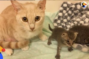 Cat Mom Nurses Orphaned Kittens  | The Dodo
