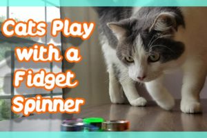 Cats Play with Fidget Spinner !