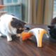 Cats Play with Pet Droid Feather Spinner Interactive Cat Toy
