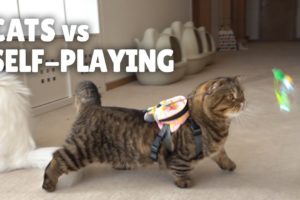 Cats vs Self-Playing