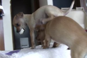 Chihuahua Puppies Fight For Bones - Cute Puppies