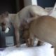 Chihuahua Puppies Fight For Bones - Cute Puppies