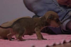 Chihuahua Puppies First Step - Cutest Dogs