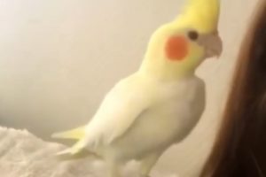Cockatiel wants to play with owner's eyelashes