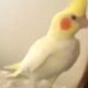 Cockatiel wants to play with owner's eyelashes