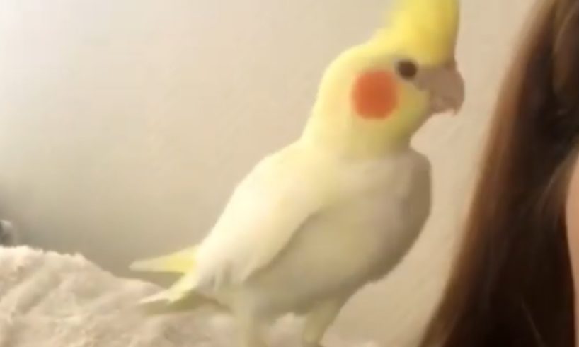 Cockatiel wants to play with owner's eyelashes