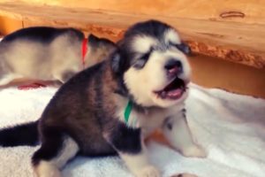 Compilation of Cute Puppies Crying and Howling.?