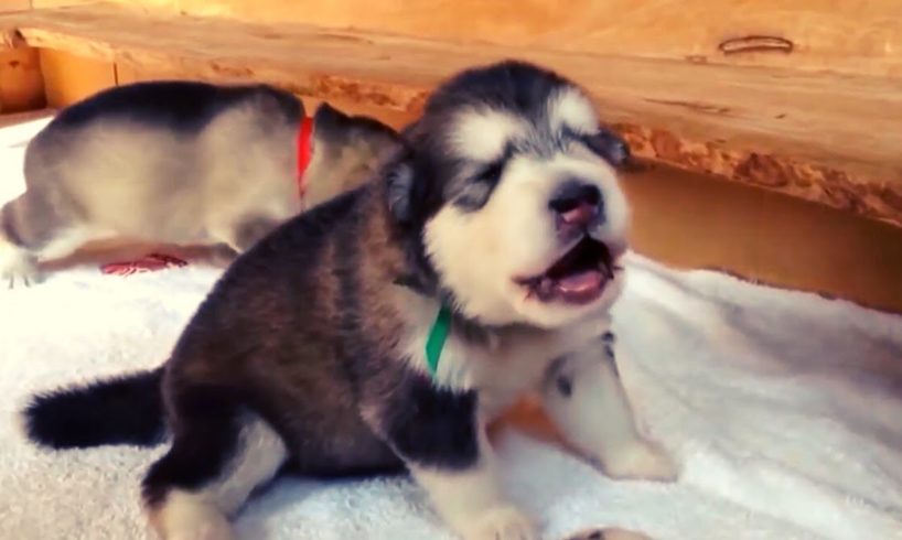 Compilation of Cute Puppies Crying and Howling.?