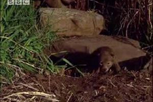 Coyote cub singing - BBC wildlife