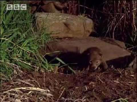 Coyote cub singing - BBC wildlife