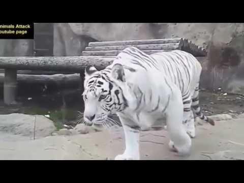 Craziest Animal Fights Caught On Camera   Most Amazing Wild Animal Attacks